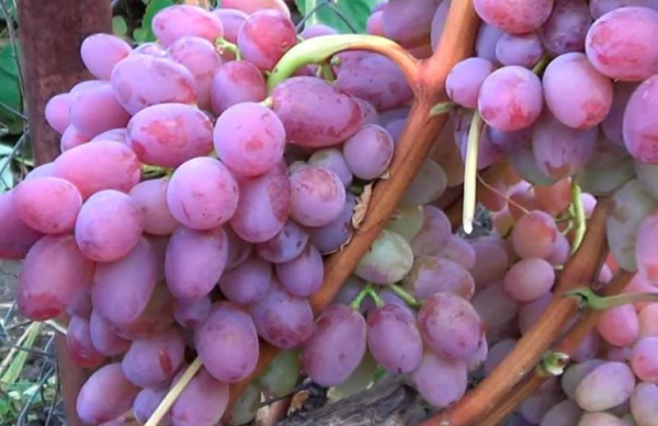 Лучшие сорта винограда: Топ 15 популярных видов для производства вина и употребления в качестве десерта